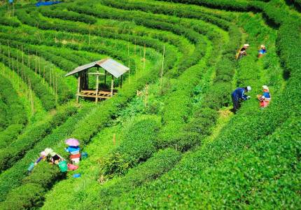 Classic Darjeeling Hill Station Experience