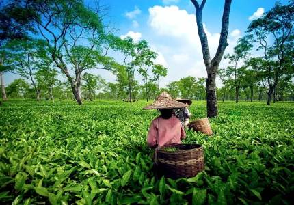 Classic Darjeeling Hill Station Experience