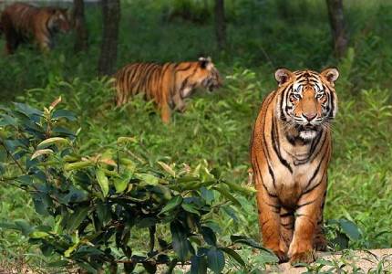 Mangrove Wildlife Adventure – Sundarban Explorer