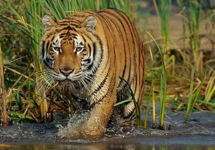 Sundarbans River & Jungle Discovery Trip