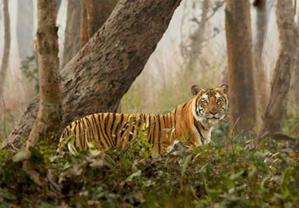 Sundarbans Tempo Travellers