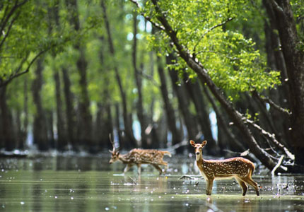 Sundarbans River & Jungle Discovery Trip