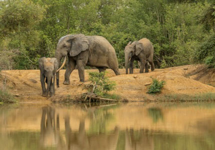 Sundarbans River & Jungle Discovery Trip