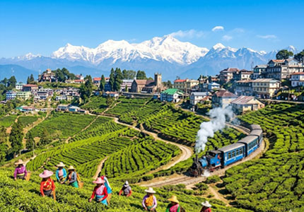 Classic Darjeeling Hill Station Experience